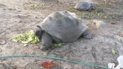 Riesen Schildkröte