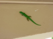 Gecko :-)